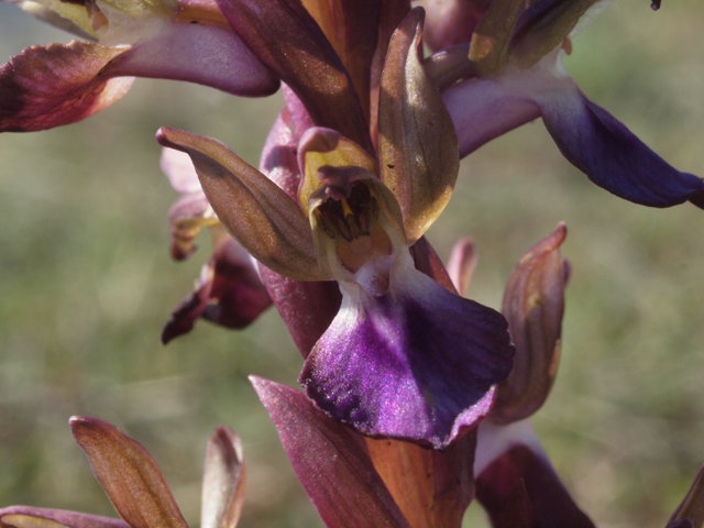 anacamptis collina